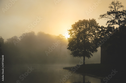 Tree standing near water canal nature morning sunrise foggy morning