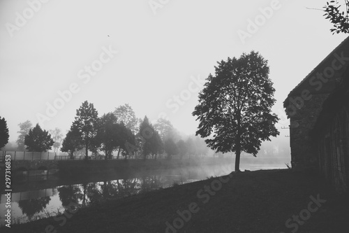 Tree standing near water canal nature morning sunrise foggy morning