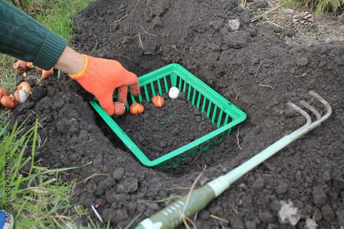 Gardener plants tulip bulbs in a basket next to bulbs group and garden ripper. photo