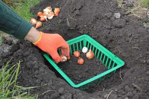 Gardener plants tulip bulbs in a basket in a hole next to bulbs group.