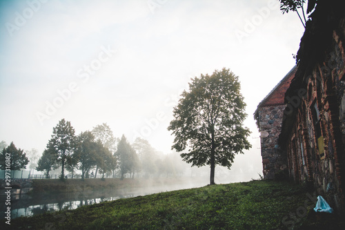 Tree standing near water canal nature morning sunrise foggy morning