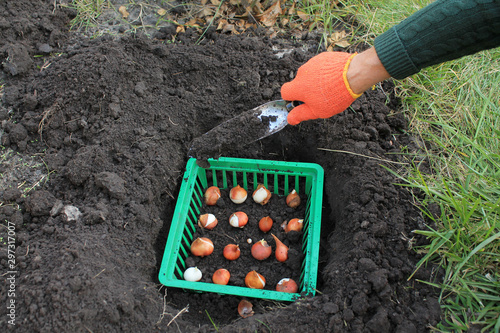 The gardener plants tulip bulbs in a basket in a hole using garden scoop.