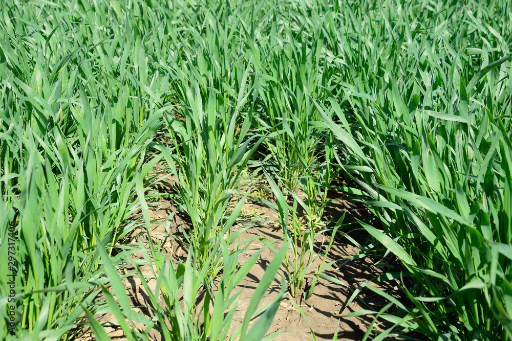 Stalks of young wheat in the field, winter wheat Stalks of young wheat in the field, winter wheat