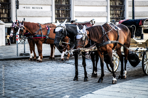 Horses harnessed to carriages riding tourists. Vienna. Austria © daria_serdtseva