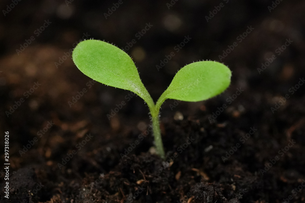 Small green sprout of a plant in the ground closeup Small green sprout of a plant in the ground closeup