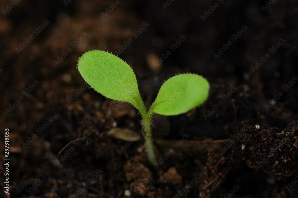 Small green sprout of a plant in the ground closeup Small green sprout of a plant in the ground closeup