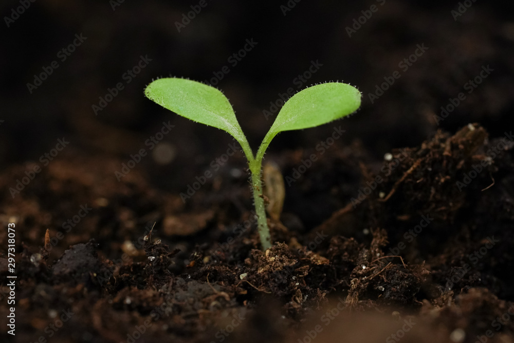 Fototapeta premium Small green sprout of a plant in the ground closeup