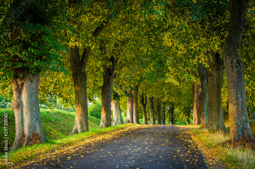 Allee Straße im Herbst - Bäume auf Insel Rügen
