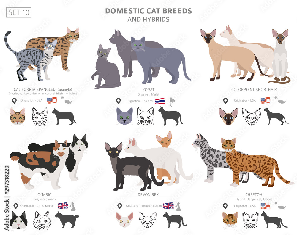 Domestic cat breeds and hybrids collection isolated on white. Flat style set. Different color and country of origin