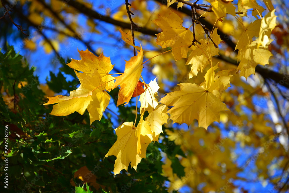 Bright and colorful autumn maple leaves against a blue sky on a sunny day. Bright and colorful autumn maple leaves against a blue sky on a sunny day.
