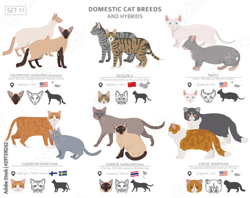 Domestic cat breeds and hybrids collection isolated on white. Flat style set. Different color and country of origin