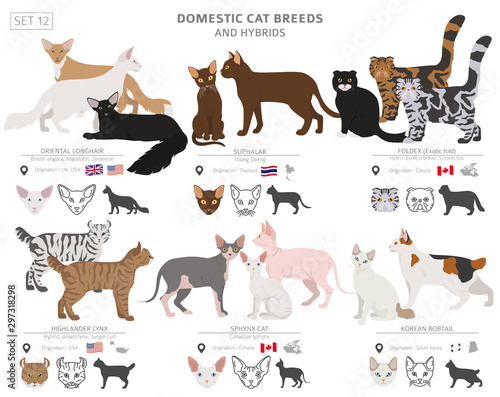 Domestic cat breeds and hybrids collection isolated on white. Flat style set. Different color and country of origin