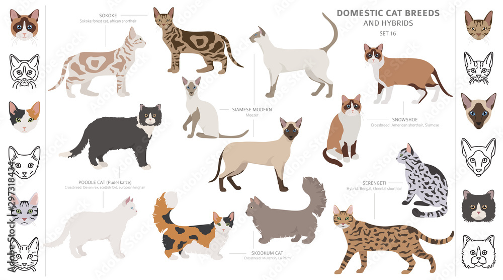 Domestic cat breeds and hybrids collection isolated on white. Flat style set. Different color and country of origin