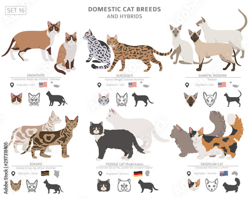 Domestic cat breeds and hybrids collection isolated on white. Flat style set. Different color and country of origin