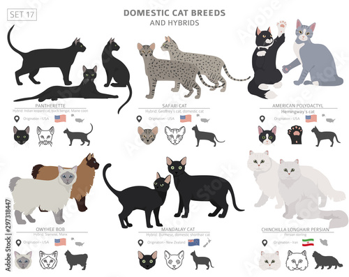 Domestic cat breeds and hybrids collection isolated on white. Flat style set. Different color and country of origin