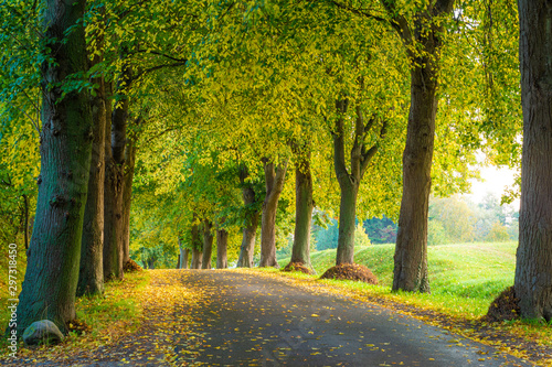 Fototapeta Naklejka Na Ścianę i Meble -  Allee Straße im Herbst - Bäume auf Insel Rügen