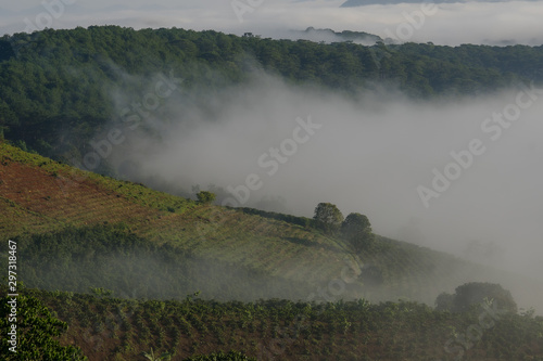 beatyful lanscape of DaLat, viet nam the sun and the pine hill in mist