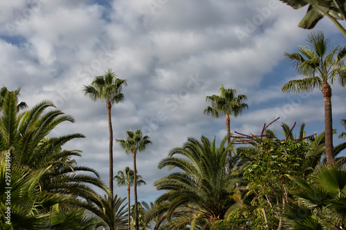 Cran Canaria Palmen