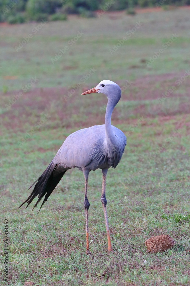 Obraz premium Kranisch