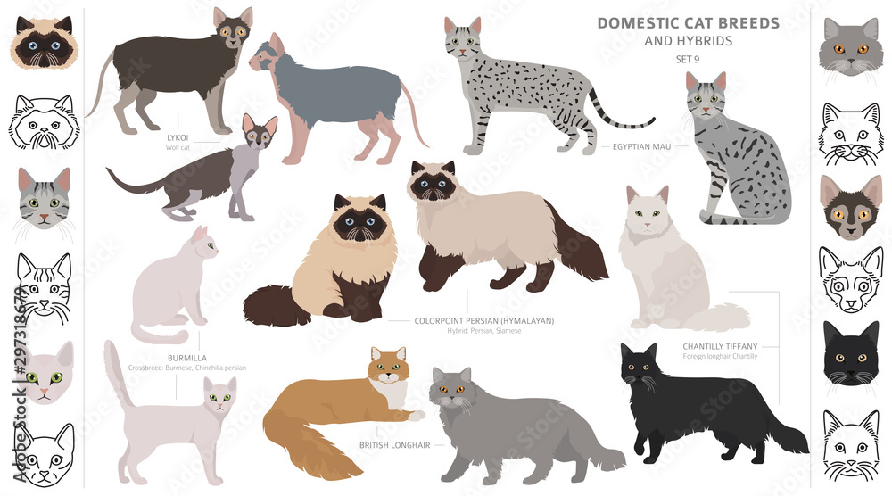 Domestic cat breeds and hybrids collection isolated on white. Flat ...