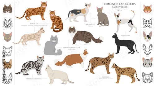 Domestic cat breeds and hybrids collection isolated on white. Flat style set. Different color and country of origin