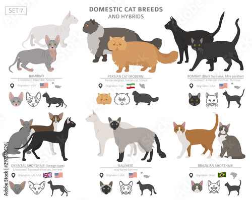 Domestic cat breeds and hybrids collection isolated on white. Flat style set. Different color and country of origin