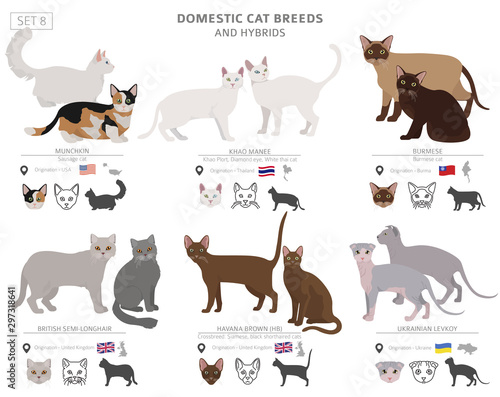 Domestic cat breeds and hybrids collection isolated on white. Flat style set. Different color and country of origin