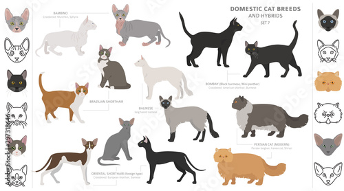 Domestic cat breeds and hybrids collection isolated on white. Flat style set. Different color and country of origin