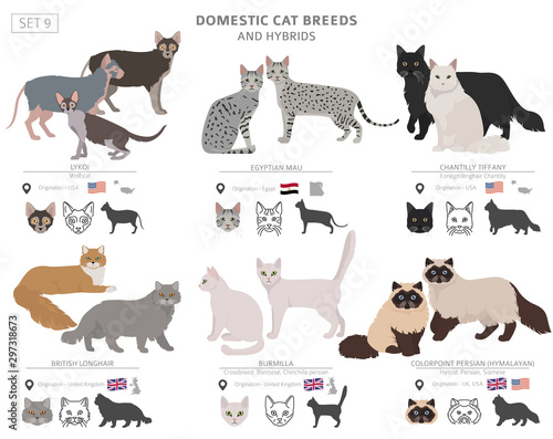 Schilderij op canvas Domestic cat breeds and hybrids collection isolated on white