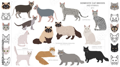 Domestic cat breeds and hybrids collection isolated on white. Flat style set. Different color and country of origin