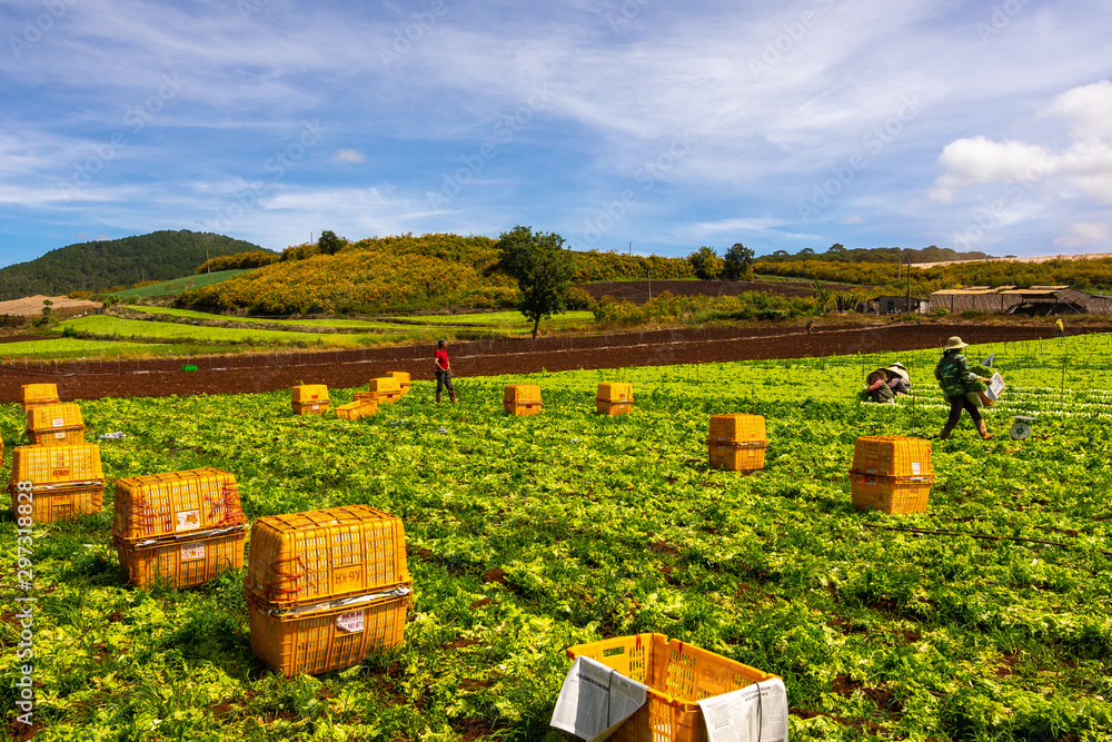 An unidentified farmer is harvesting vegetables in Da Lat
An unidentified farmer is harvesting vegetables in Da Lat