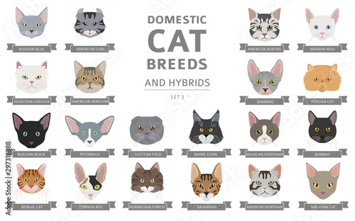 Fényképezés Domestic cat breeds and hybrids portraits collection isolated on white