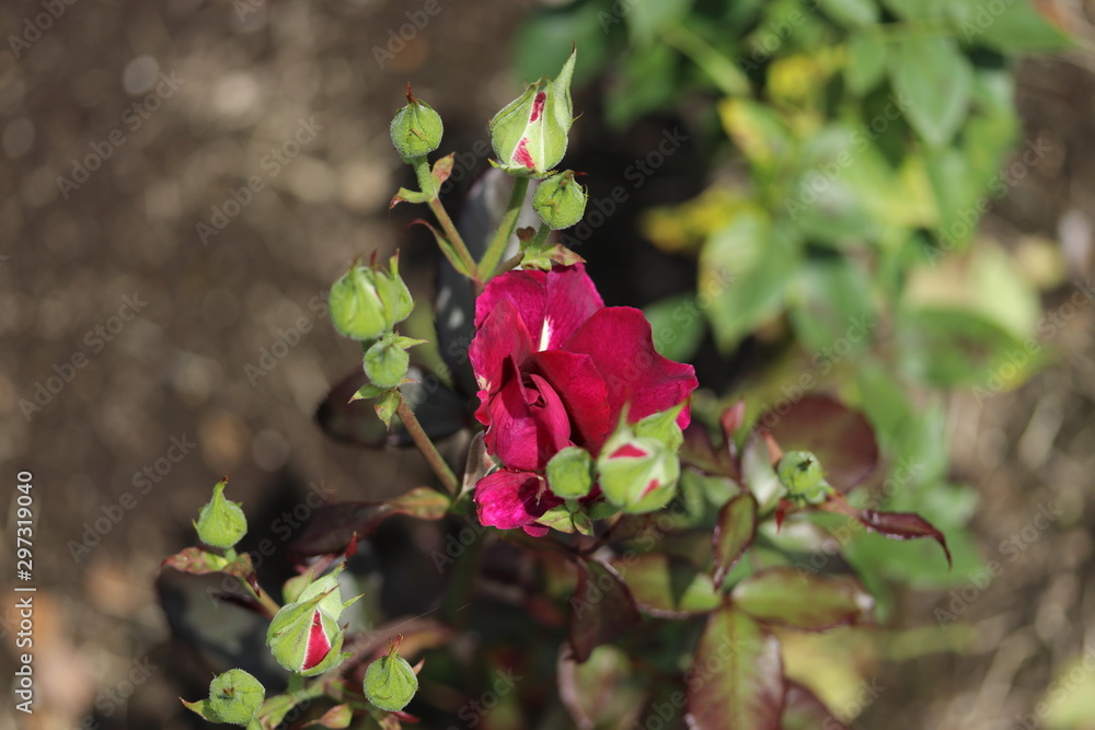 薔薇 ばら イントゥリーグ Stock Photo Adobe Stock