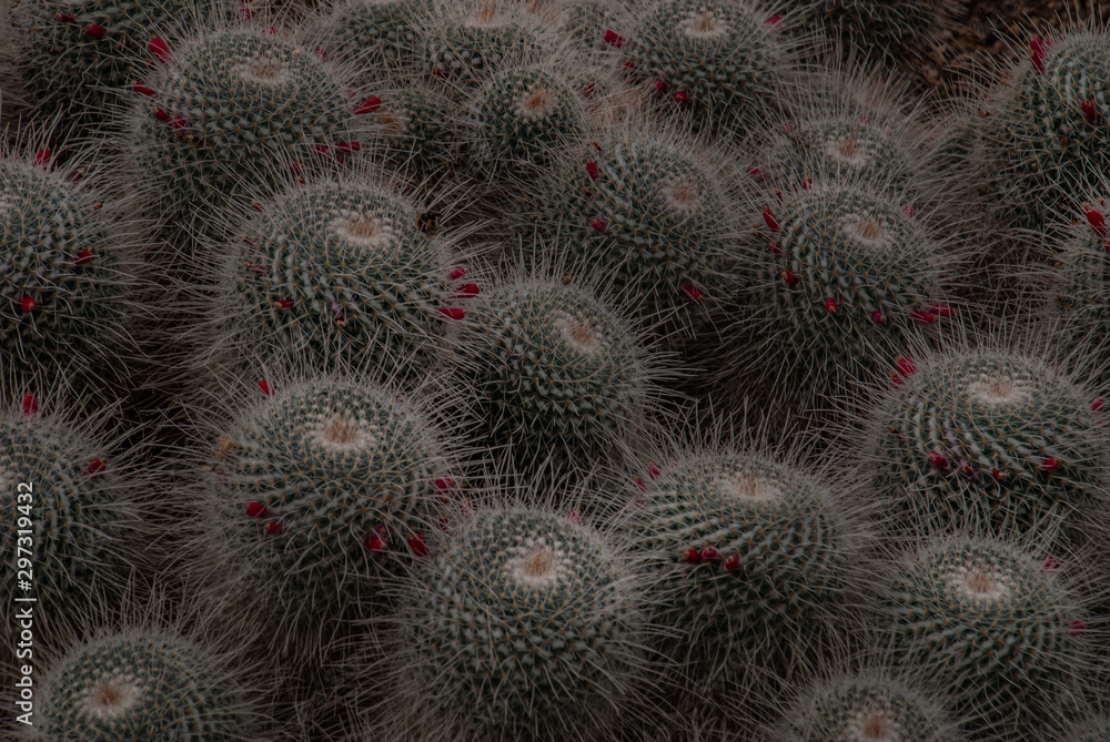 Pattern of cactus (Echinopsis Strigosa Cacti) in the botanical garden. Pattern of cactus (Echinopsis Strigosa Cacti) in the botanical garden.