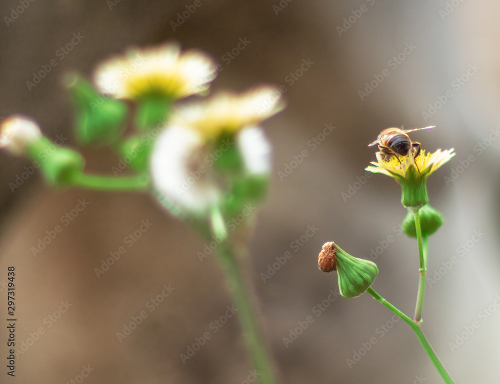 bee laid on a yellow autumn flower bee laid on a yellow autumn flower
