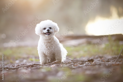 Bichon frisee