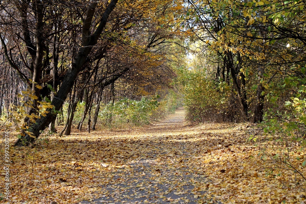 Naklejka premium forest, tree, nature, wood, trees, landscape, birch, woods, autumn, green, trunk, leaves, park, season, fall, woodland, leaf, day, outdoors, environment, sunlight