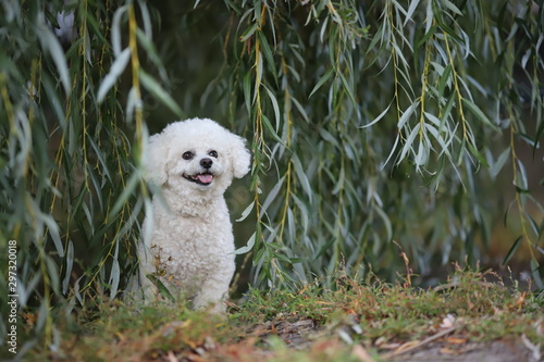 Bichon frisee