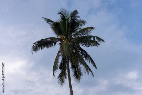  Palm tree on the beach in Sri Lanka