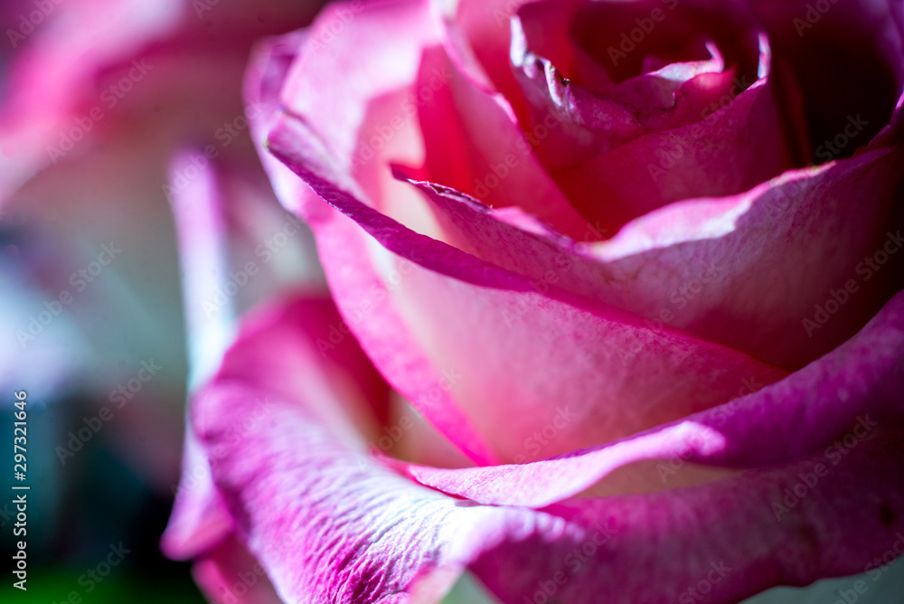 pink rose petals close-up background pink rose petals close-up background
