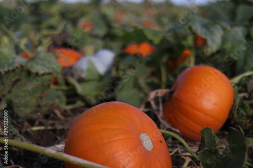 A pumpkin field ready for harvest in Yorkshire. 