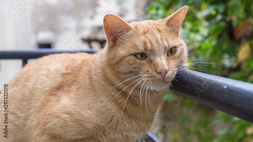 This lazy cat poses for the photographer