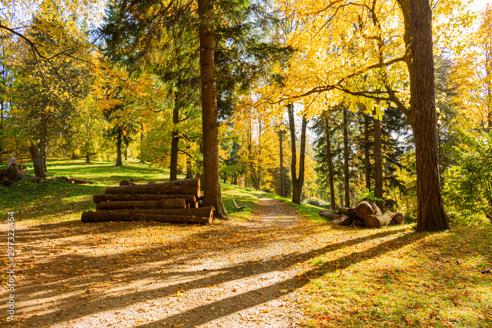 Fototapeta premium Walk through the pine forest along a narrow winding road. There is amazing silence everywhere, just the noise of trees. A deep forest densely covered with sturdy, solid trees that give a sense