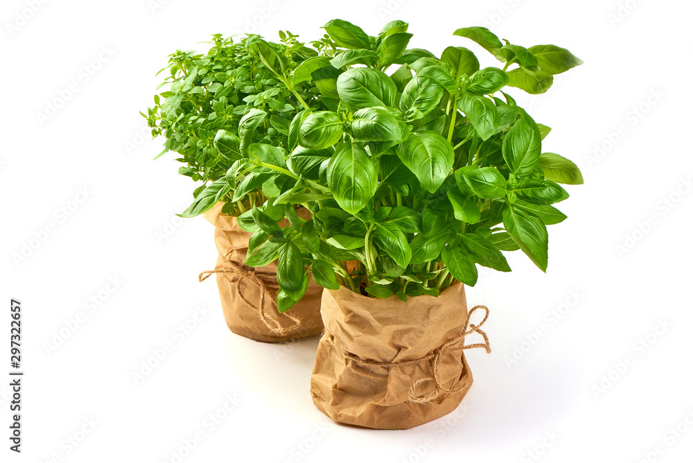 Fresh sweet potted marjoram and basil, isolated on white background Fresh sweet potted marjoram and basil, isolated on white background