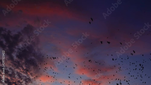 Flock of birds flying at sunset against sky with clouds. Large group of small birds flying close together hunting insects. photo