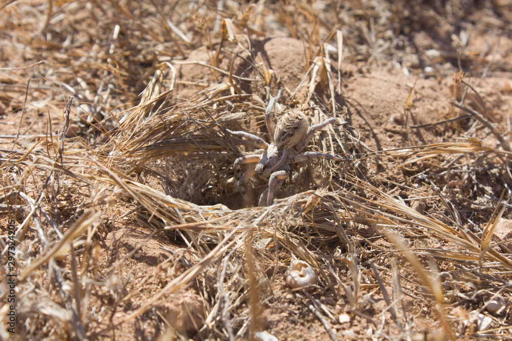 wolf spider- high quality photo 