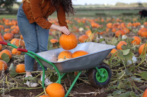 A woman placing a pumpkin into a wheelbarrow  photo