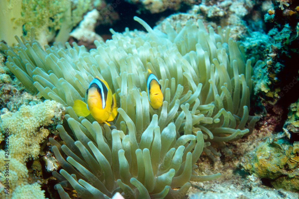 two yellow clownfishes in their anemone watching two yellow clownfishes in their anemone watching