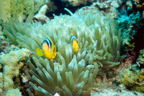 two yellow clownfishes in their anemone watching