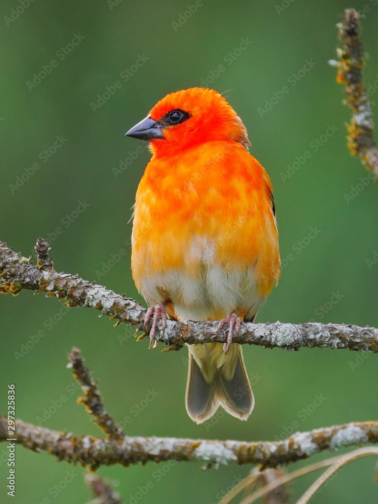 Red Foudia Madagascariensis bird perching